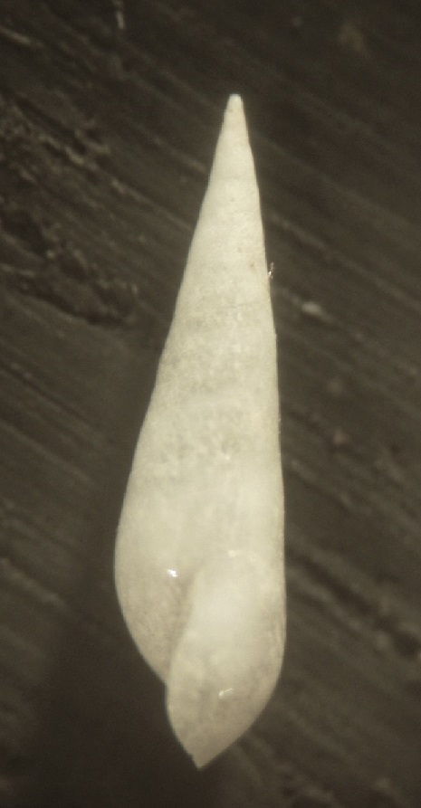 Melanella  da determinare